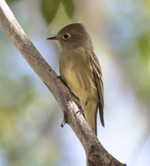 Empidonax occidentalis