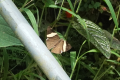 Colobura dirce