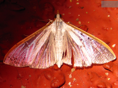 Palpita nigropunctalis