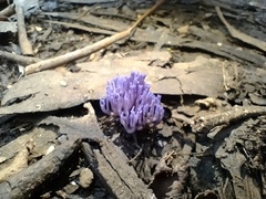 Ramariopsis pulchella