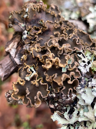 tree pelt lichen