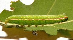 Peridea angulosa