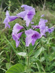 Ruellia ciliatiflora