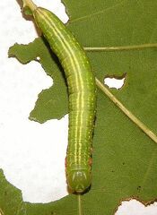 Peridea angulosa