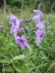 Ruellia ciliatiflora