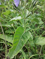 Ruellia ciliatiflora