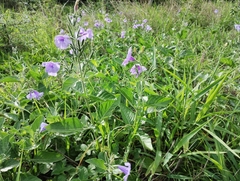 Ruellia ciliatiflora