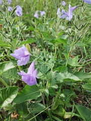 Ruellia ciliatiflora