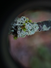 Hypogymnia bitteri