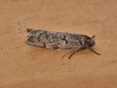 Ericrypsina ductaria