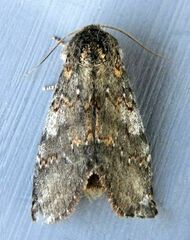 Peridea angulosa