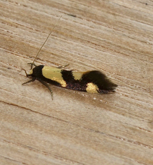 Opogona comptella