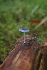 Mycena interrupta