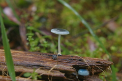 Mycena interrupta