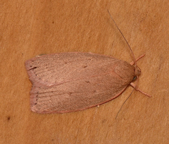 Prionocris