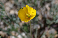 Eschscholzia minutiflora