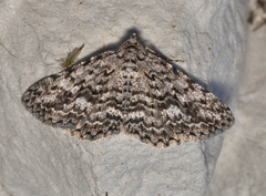 Psilosticha mactaria