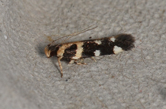 Macrobathra bigerella