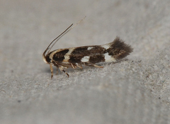 Macrobathra bigerella