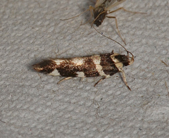 Macrobathra bigerella