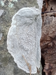 Pertusaria plittiana