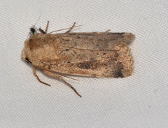 Proteuxoa senta