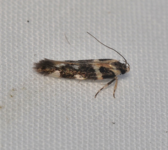 Macrobathra bigerella