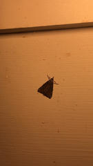 Hypena scabra