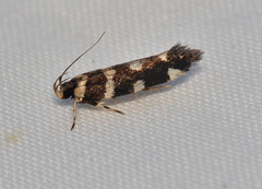 Macrobathra bigerella