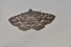 Psilosticha mactaria