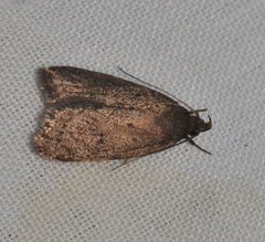 Philobota erebodes