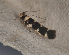 Macrobathra baliomitra