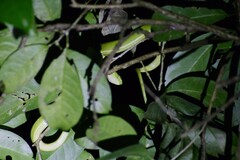 Bothriechis lateralis