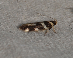 Macrobathra bigerella