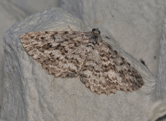 Psilosticha mactaria