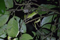 Bothriechis lateralis