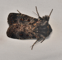 Proteuxoa rubripuncta