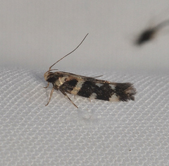 Macrobathra bigerella