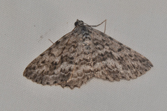 Psilosticha mactaria