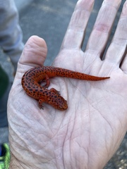 Pseudotriton ruber ruber