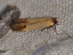 Tachystola stenoptera