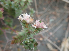 Pimelea villosa