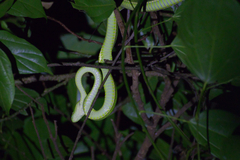 Bothriechis lateralis