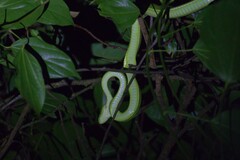 Bothriechis lateralis