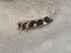 Macrobathra bigerella
