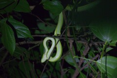 Bothriechis lateralis