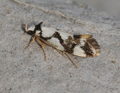 Machetis aphrobola