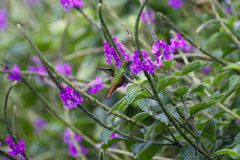 Microchera cupreiceps