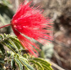 Calliandra peninsularis