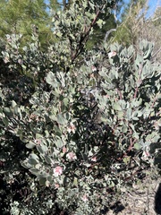 Arctostaphylos silvicola